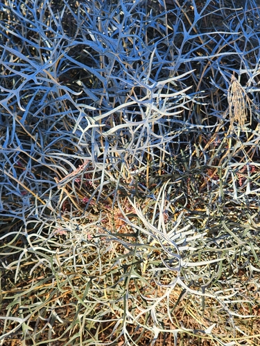 Banksia shanklandiorum