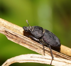 Ryssonotus nebulosus