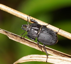 Ryssonotus nebulosus