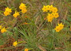 Narcissus assoanus