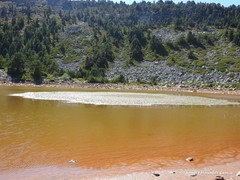 Potamogeton polygonifolius