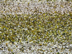 Potamogeton polygonifolius