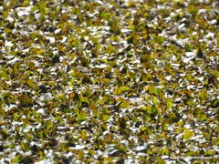 Potamogeton polygonifolius