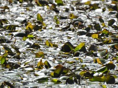 Potamogeton polygonifolius