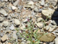 Chaenorhinum rupestre