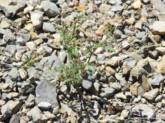 Chaenorhinum rupestre