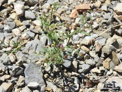 Chaenorhinum rupestre