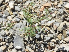 Chaenorhinum rupestre