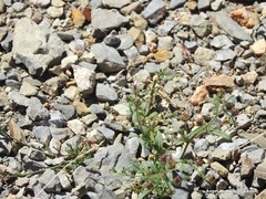 Chaenorhinum rupestre