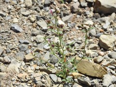 Chaenorhinum rupestre