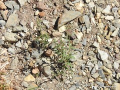 Chaenorhinum rupestre