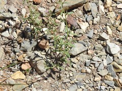 Chaenorhinum rupestre