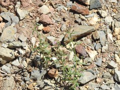 Chaenorhinum rupestre