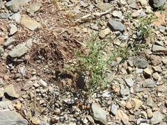 Chaenorhinum rupestre