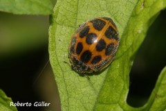 Epilachna paenulata