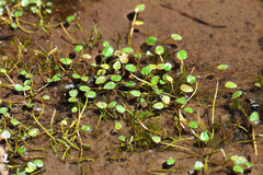 Ranunculus flagelliformis