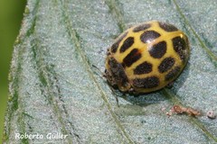 Epilachna paenulata