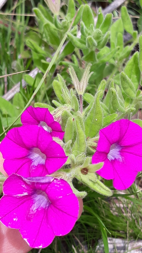Calibrachoa excellens