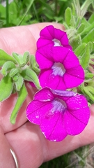 Calibrachoa excellens