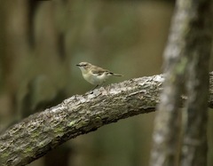 Gerygone magnirostris