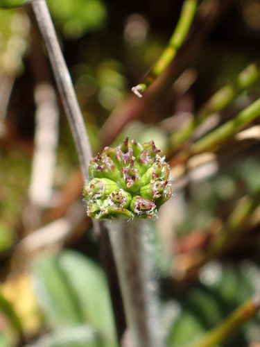 Image of Tiny Flannel Flower (Actinotus bellidioides) by no rights reserved