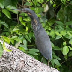 Ixobrychus flavicollis