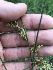 Juncus usitatus