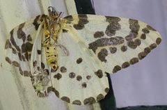 Abraxas grossulariata