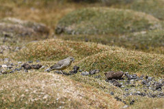 Sicalis uropygialis