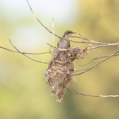 Ramsayornis modestus