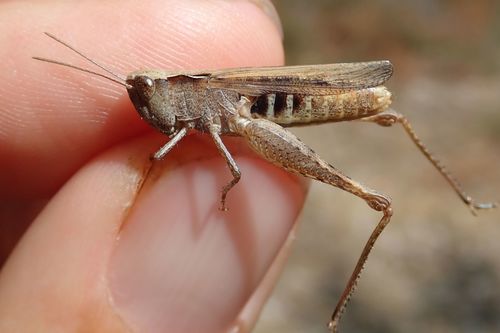 Heath Grasshopper