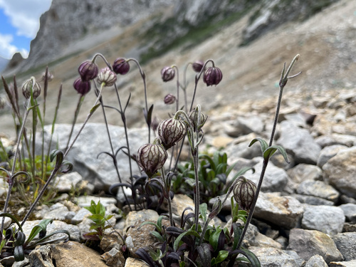 Silene nigrescens, 2024-08-01