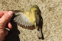 Mionectes oleagineus