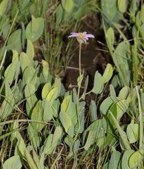 Afroaster perfoliatus