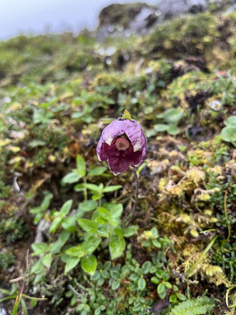 Codonopsis foetens
