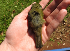 Mionectes oleagineus