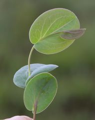 Afroaster perfoliatus