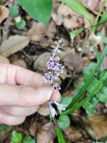 Ophiopogon megalanthus