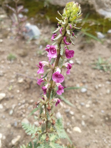 Pedicularis oliveriana