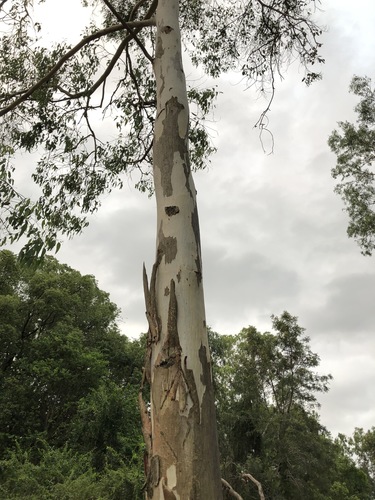 Eucalyptus tereticornis