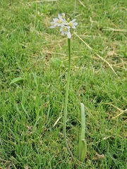 Nothoscordum gracile