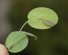 Afroaster perfoliatus