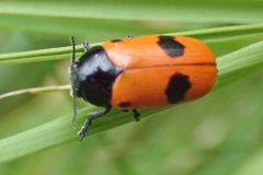 Clytra