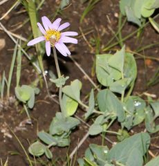 Afroaster perfoliatus