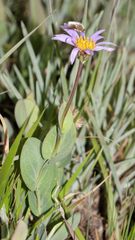 Afroaster perfoliatus