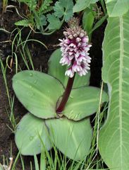 Eucomis humilis