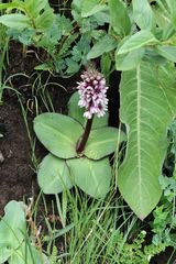 Eucomis humilis