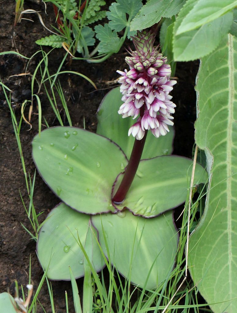 Eucomis humilis, Cathedral, KZN Drakensberg, South Africa