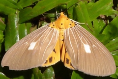 Asota producta