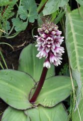 Eucomis humilis